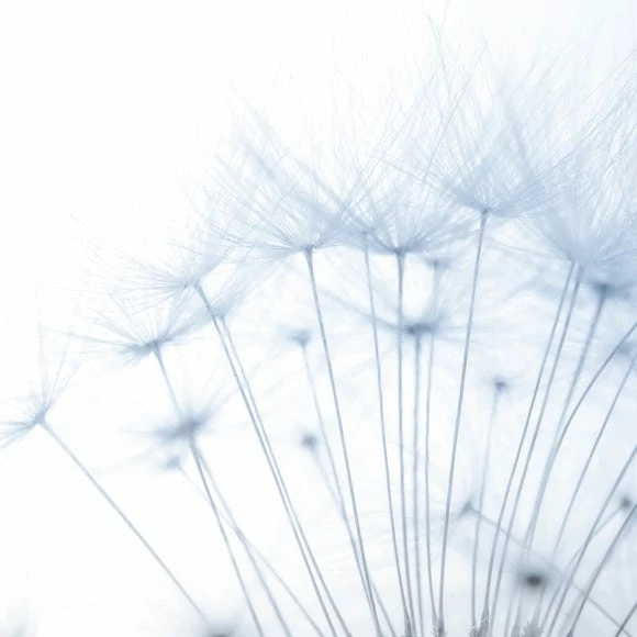 Dunelm Dandelion Mural Blue 7 Dunelm Dandelion Mural Blue - Image 5