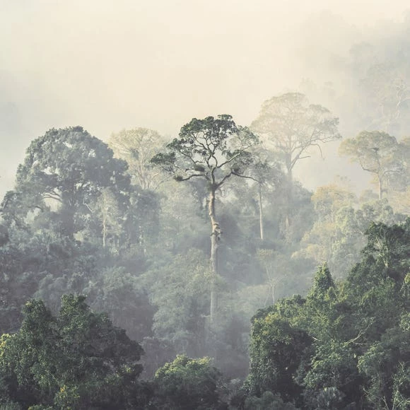 Dunelm Rainforest Mural Wallpaper 4 Dunelm Rainforest Mural Wallpaper - Image 2